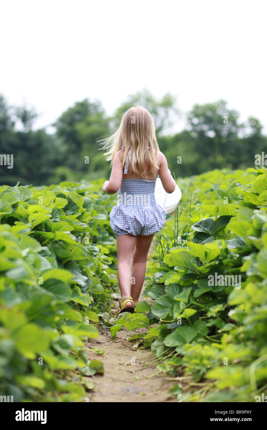 Kleines Mädchen in einem Erdbeerfeld Stockfoto