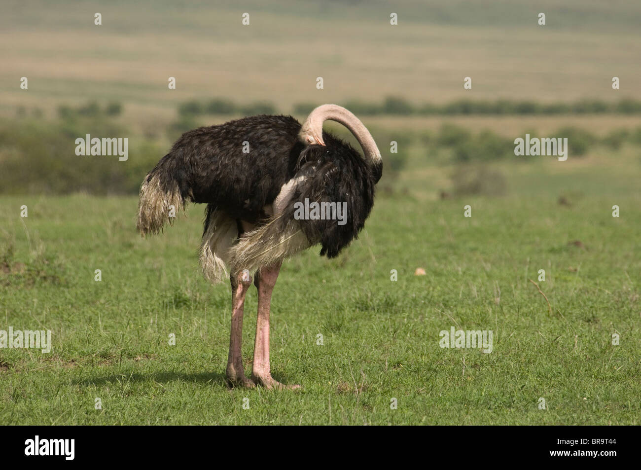 MÄNNLICHE STRAUß DEN KOPF GEBEUGTEM RÜCKEN VERSTECKT UNTER FLÜGEL MASAI MARA NATIONALRESERVAT KENIA AFRIKA Stockfoto