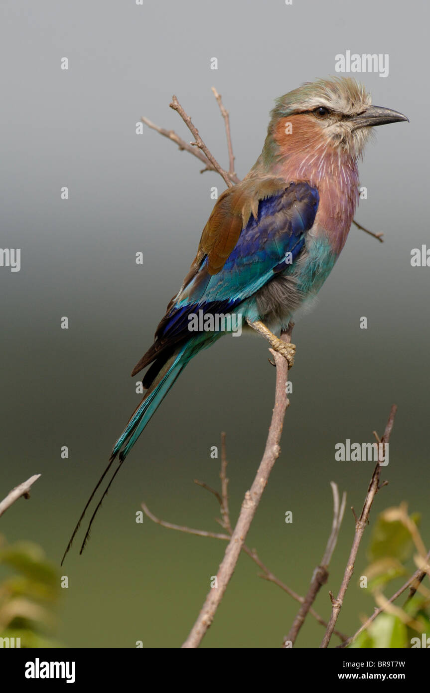 LILAC BREASTED ROLLER VOGEL LEWA DOWNS KENIA AFRIKA Stockfoto