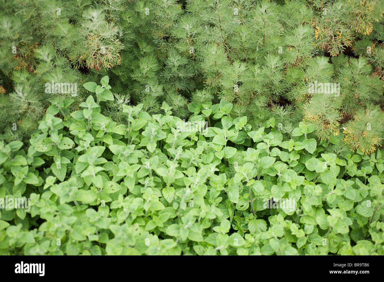 Artemisia Abrotarum in einem gemischten Bett mit Nepeta Cataria Katzenminze Stockfoto