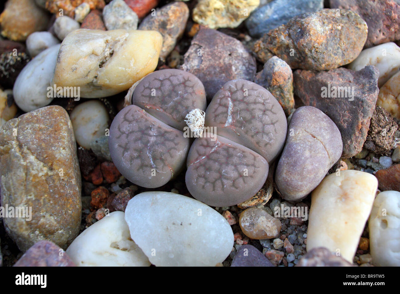 Stein Pflanzen lebendiger Stein, die Lithops Fulviceps hautnah Stockfoto