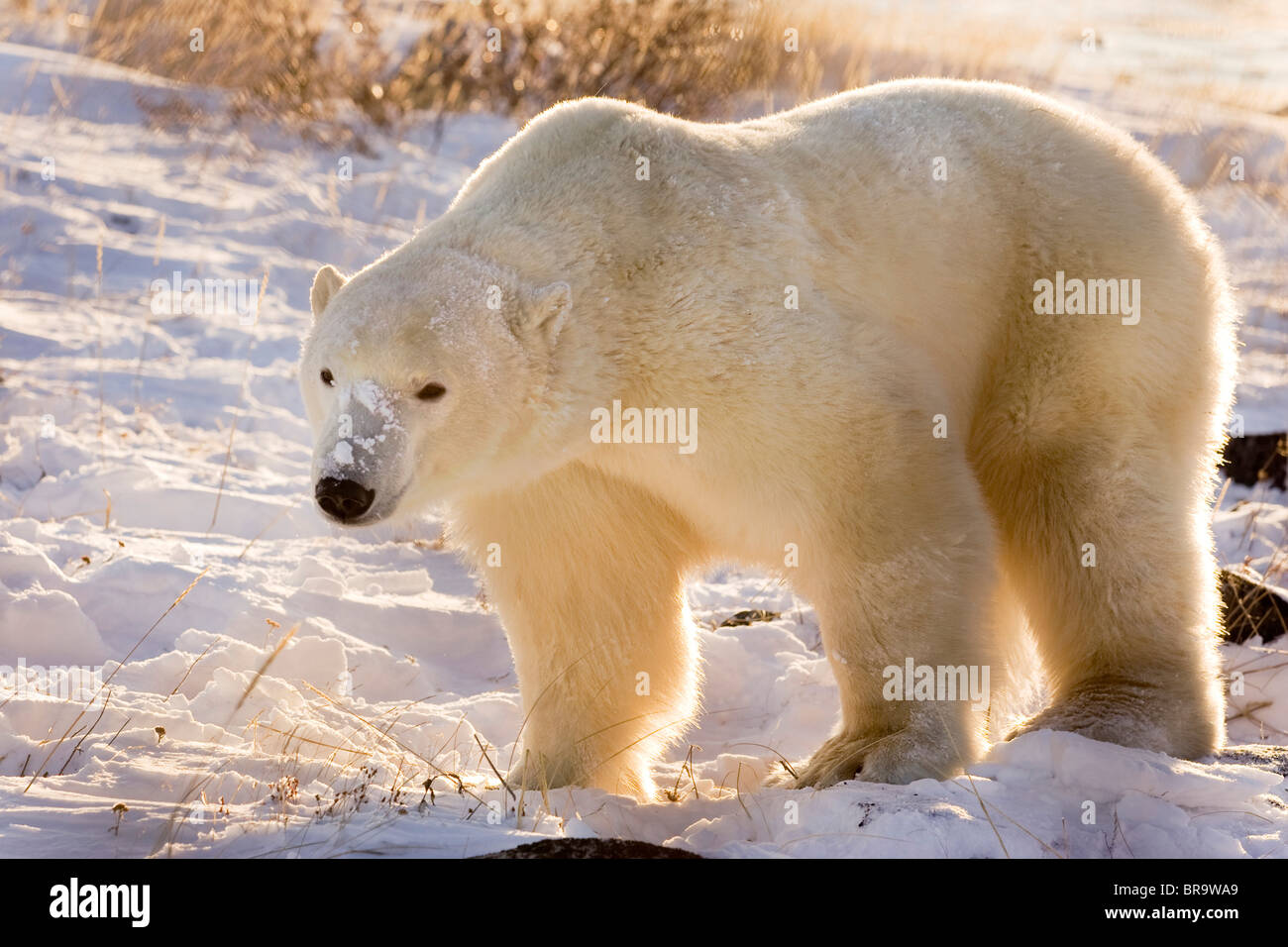 Kanada, Manitoba, Hudson Bay, Churchill. Vollansicht des Eisbären Wandern im Schnee. Stockfoto