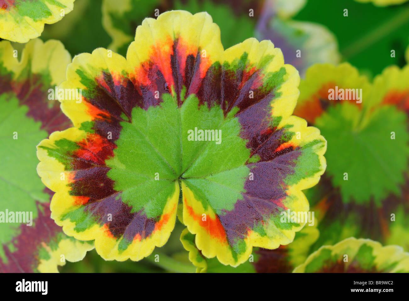 Multicolor Pelargonien Blatt hautnah Stockfoto