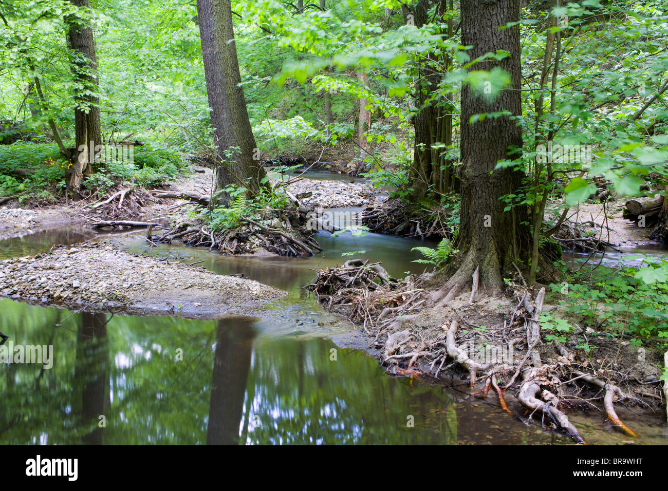 Forest creek Stockfoto