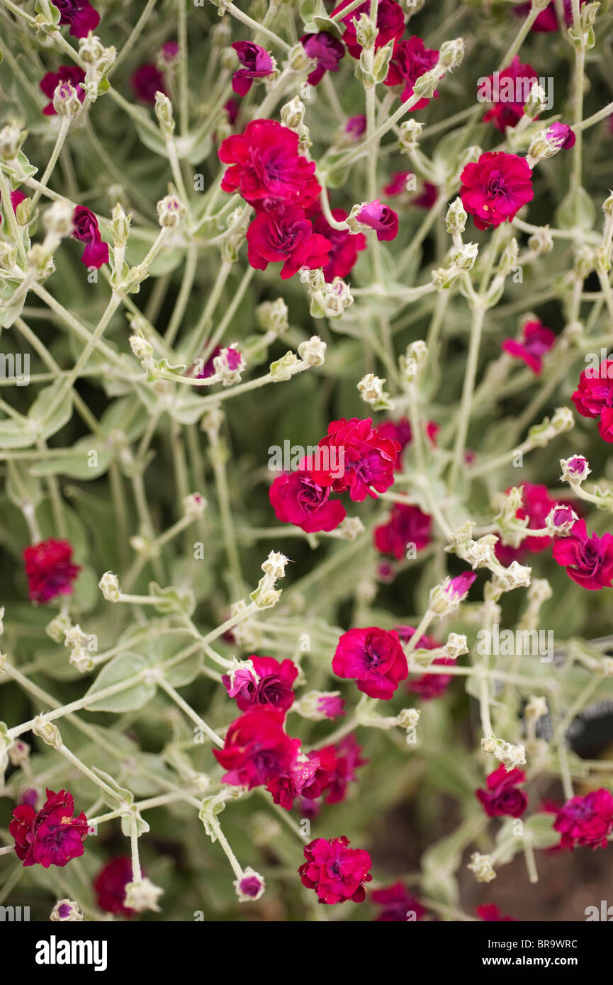 Lychnis Coronaria "Gärtner World Blych" Rose Campion Stockfoto