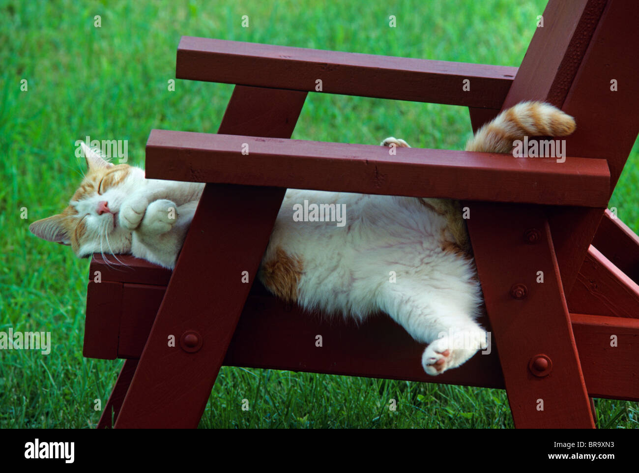 ROT UND WEIß TABBY KATZE SCHLAFEND AUF STUHL IM FREIEN Stockfoto