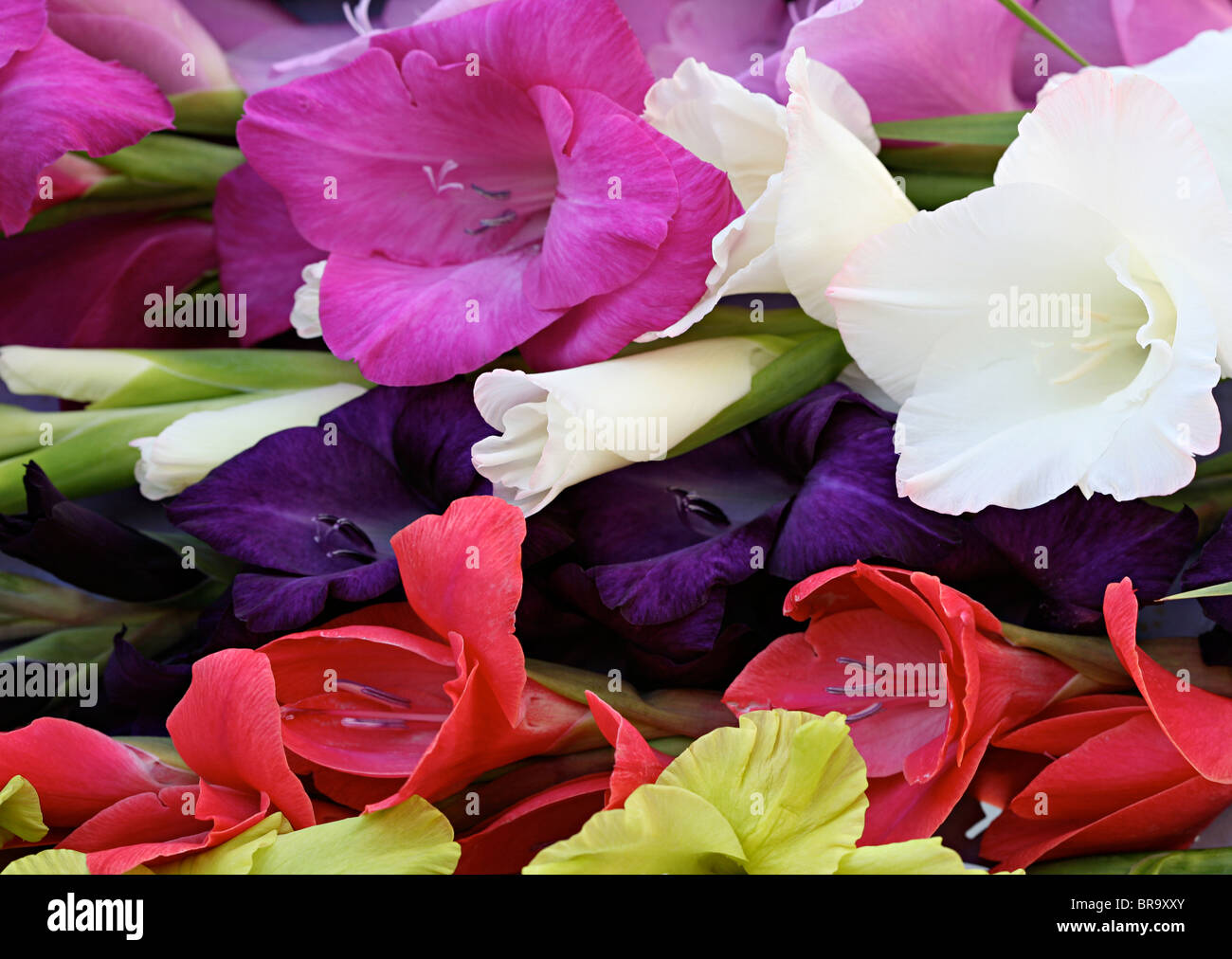 Lila und Rote Blumen Stockfotos und -bilder Kaufen - Alamy