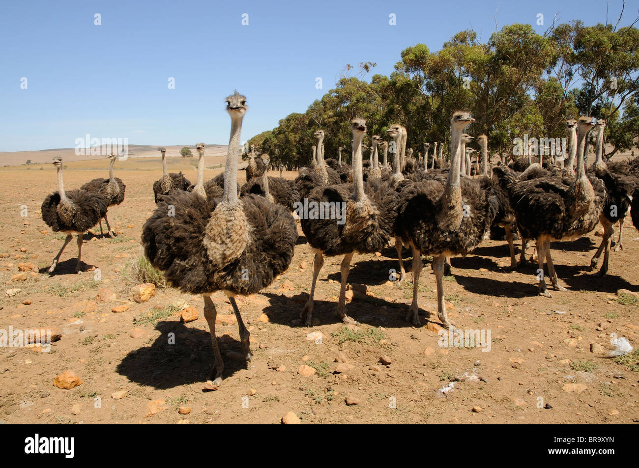 Straußenfarm in der Overberg Region der western Cape in Südafrika Stockfoto