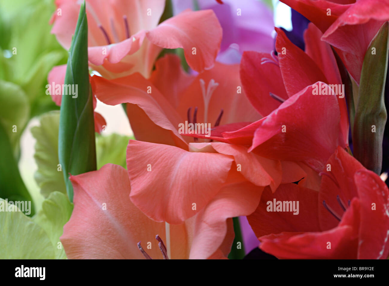 Gladiolen; Blüten; gefärbt; mehrfarbig, Schweiz; Blumen, Bunt; mehrfarbig Stockfoto