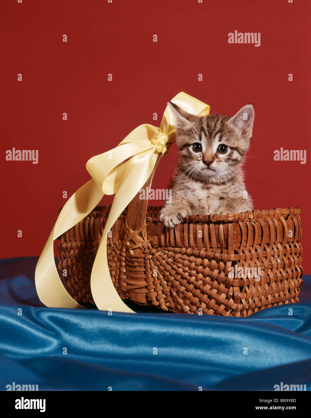 TABBY KITTEN SITZEN IM KORB MIT GELBEN BAND BOW Stockfoto