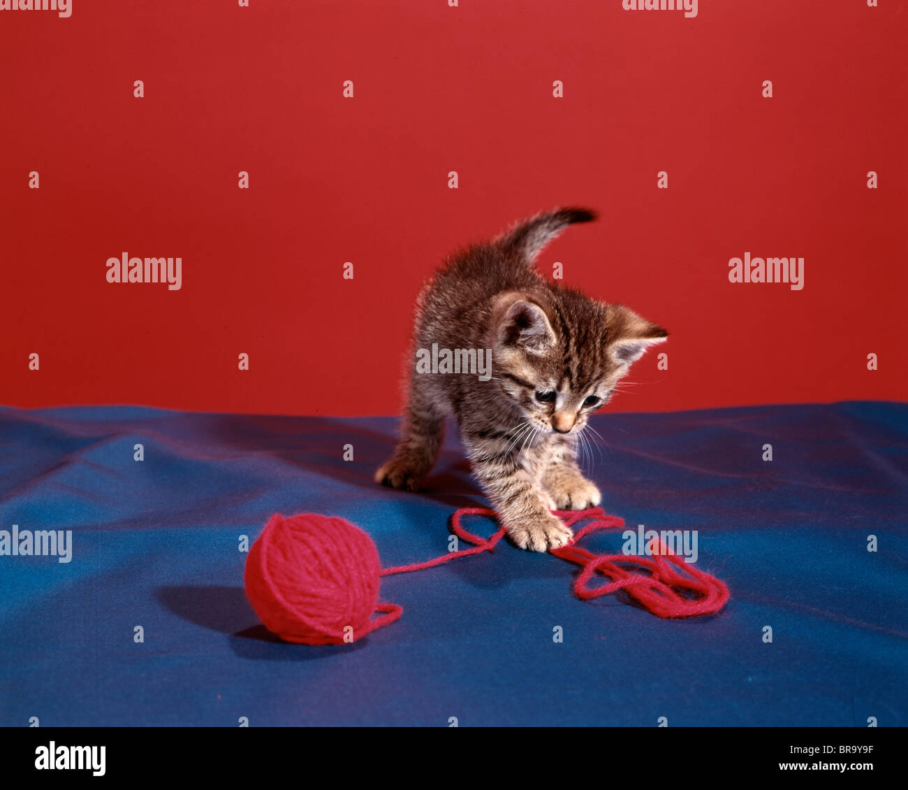 TABBY KITTEN MIT ROTEM GARN ZU SPIELEN Stockfoto