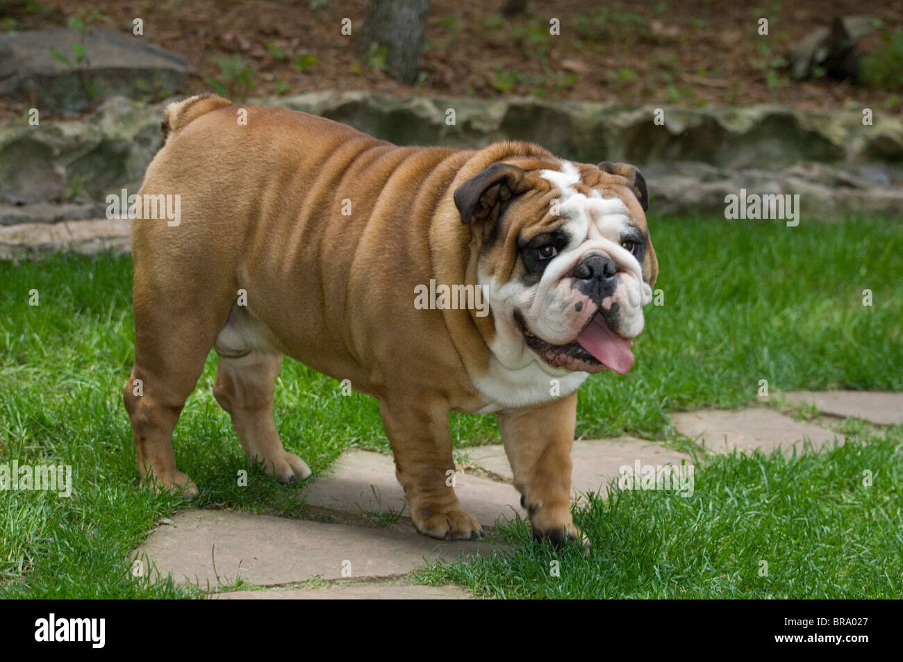 BULLDOGGE IN GRASBEWACHSENEN GARTEN IM FREIEN Stockfoto