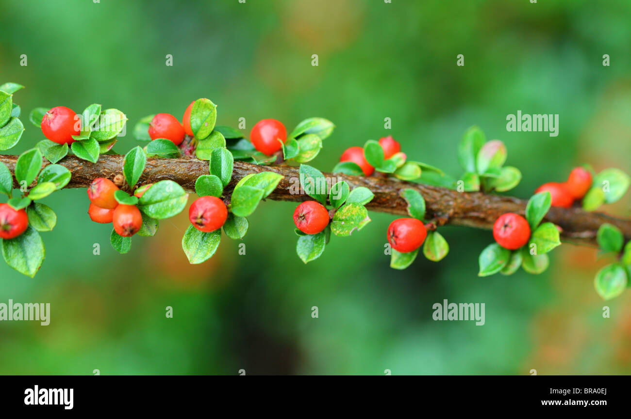 Zwergmispel Pflanze rote Beeren Zwergmispel horizontalis Stockfoto