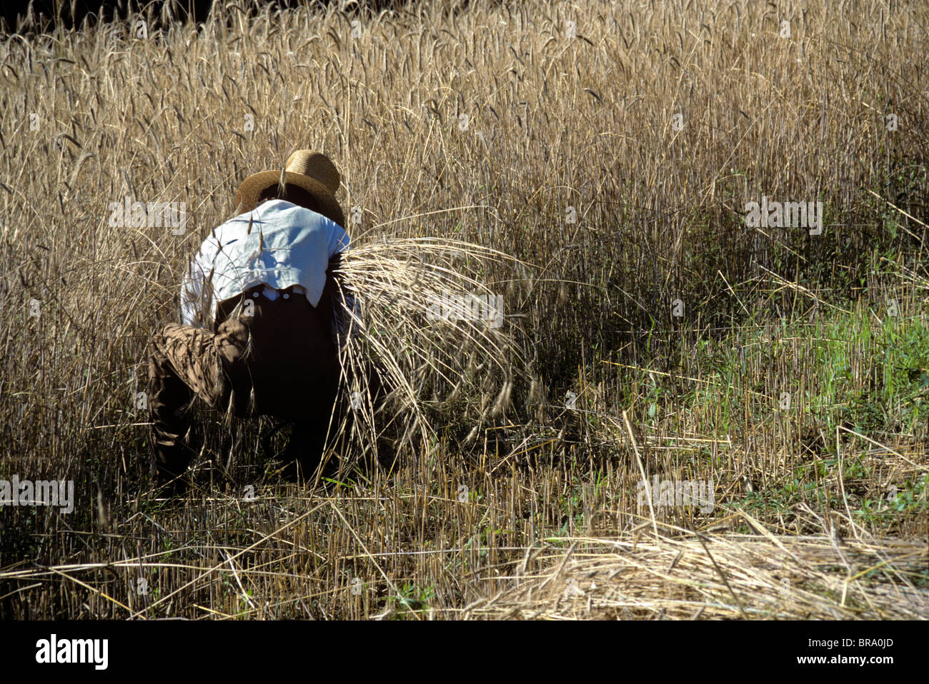 19. JAHRHUNDERT STIL FARMER SCHNEIDEN WEIZEN MIT SICHEL Stockfoto
