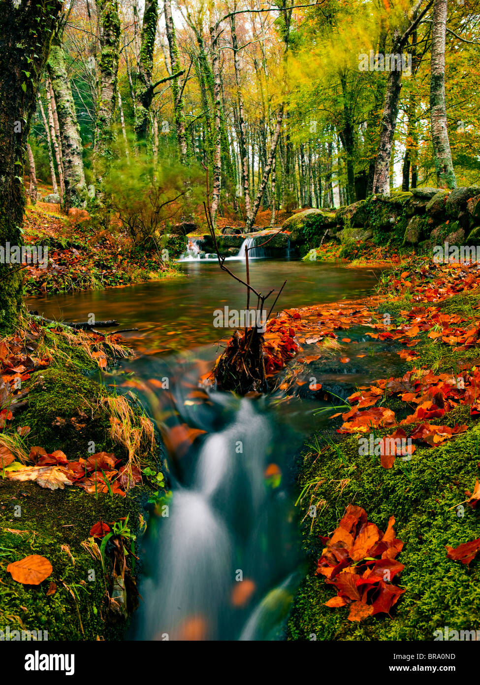 Schönen Fluss fließt durch den Wald während der Herbst-Saison Stockfoto