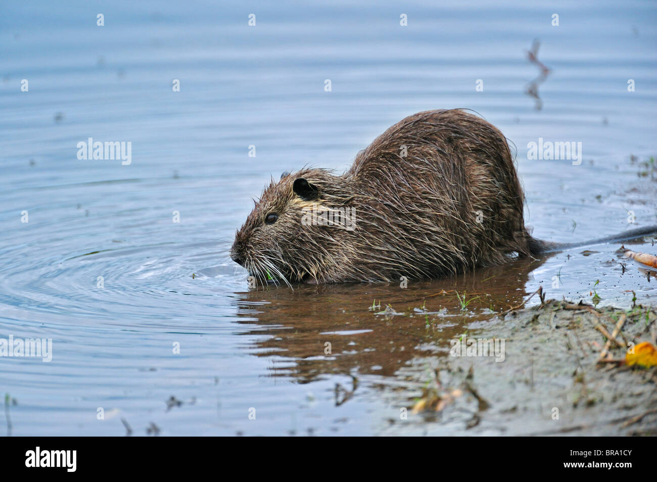 Nutrias / Nutria (Biber brummeln) Essen Blatt im Wasser, La Brenne, Frankreich. Ursprünglich aus Südamerika Stockfoto
