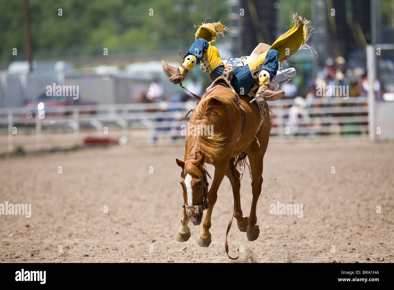 Rodeo Cowboy Bobby Mote liegend über den Rücken des Pferdes, wie es Airborn in Cheyenne Wyoming Frontier Days 2009 geht Stockfoto