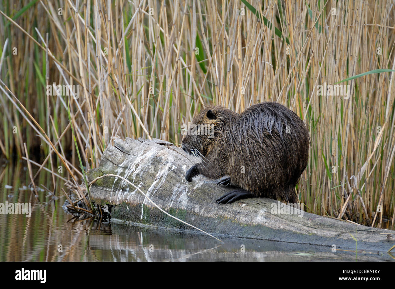 Nutrias / Nutria (Biber brummeln) auf Log in Schilfbeetes, La Brenne, Frankreich. Ursprünglich aus Südamerika Stockfoto