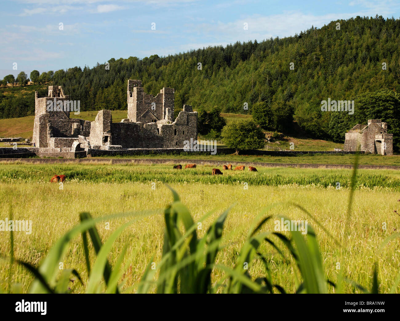 Fore-Abtei, Co. Westmeath, Irland Stockfoto