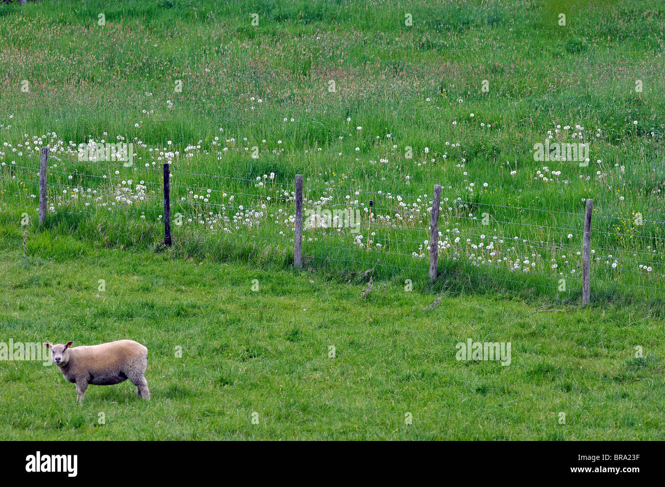 Wiese mit kurzen Rasen, wird von Schafen beweidet und unberührte Wiesen mit Wildblumen Stockfoto