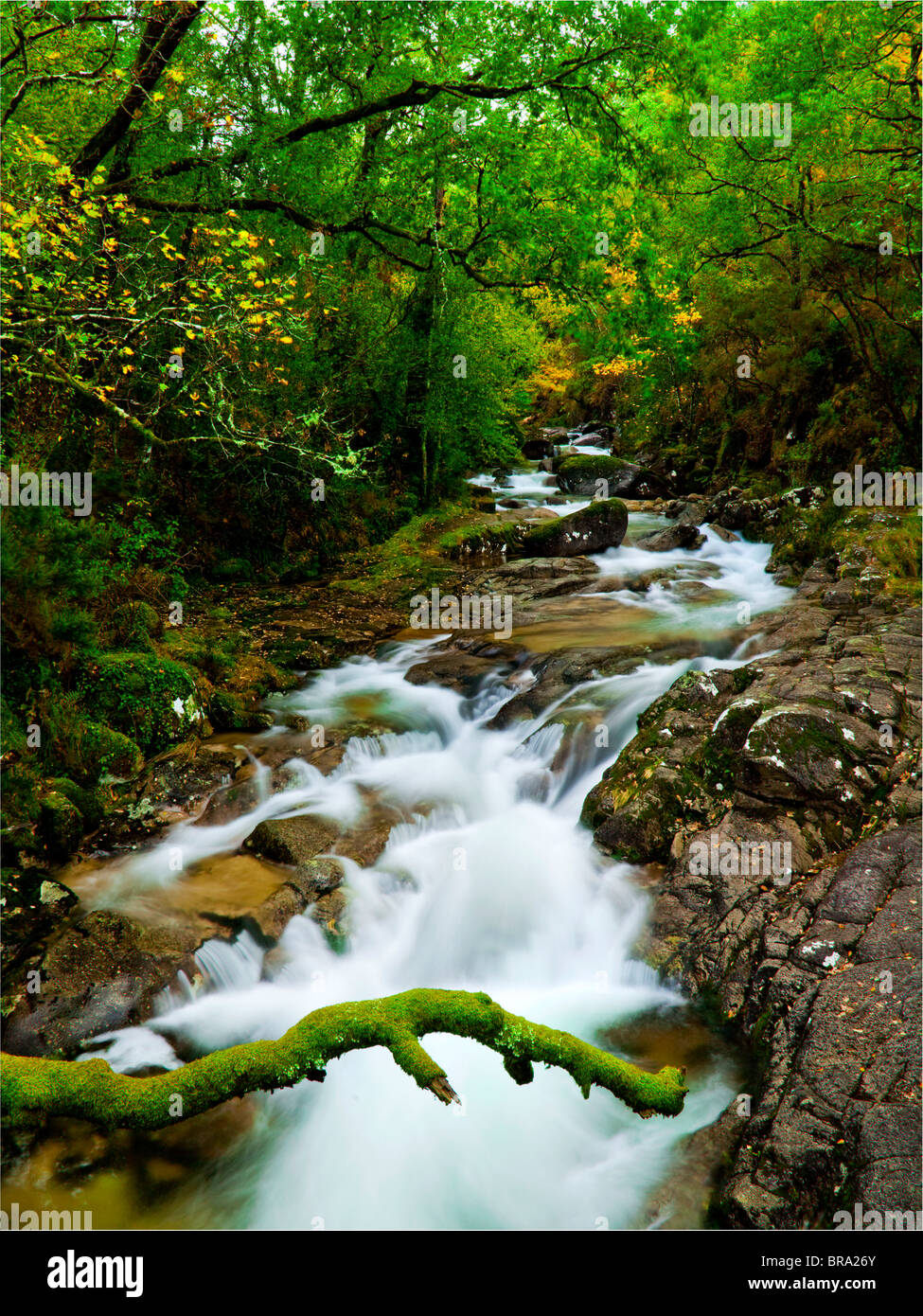 Schönen Fluss fließt durch den Wald im Frühling Stockfoto