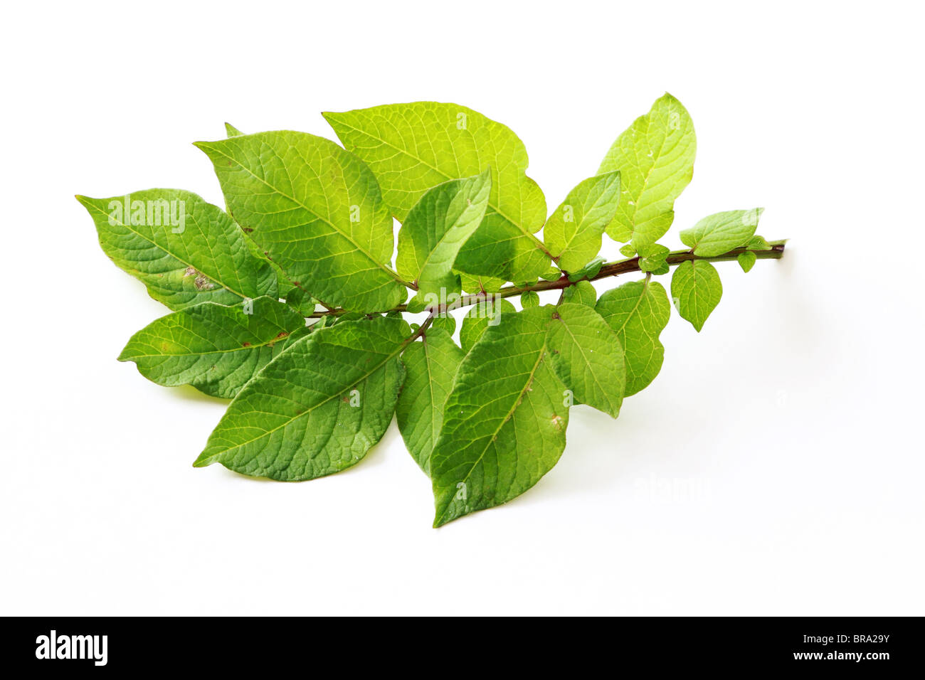 Blatt des Mini lila blaue Kartoffel isoliert auf weißem Hintergrund Stockfoto