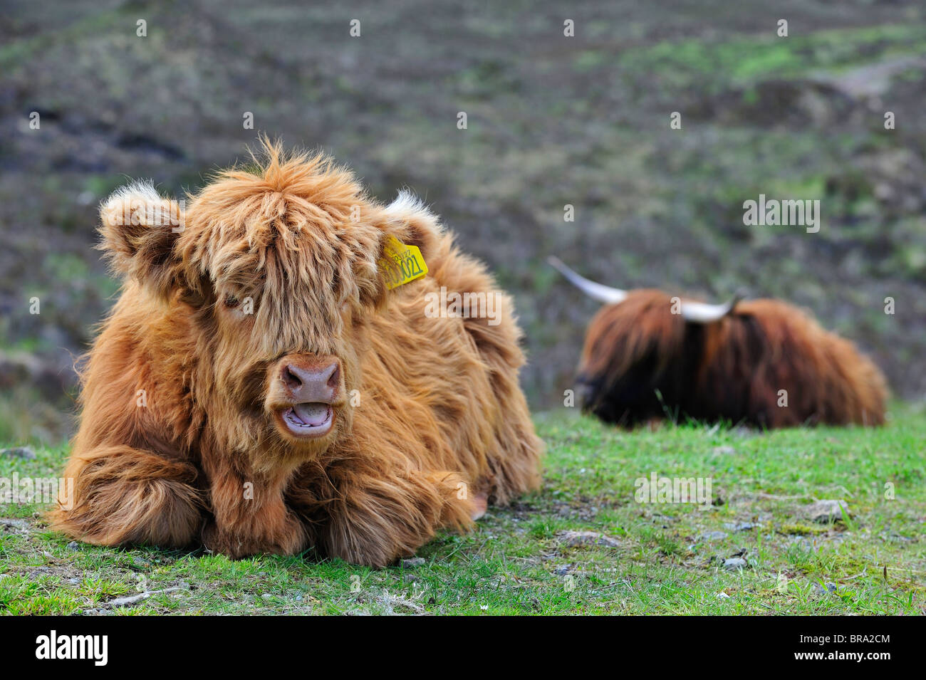 Highland-Kalb (Bos Taurus) im Feld auf der Isle Of Skye, Schottland, UK Stockfoto