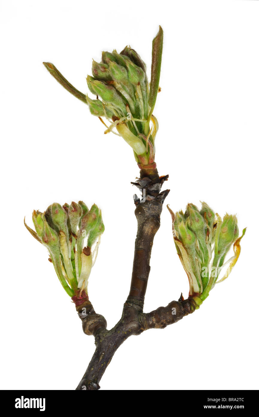 Birne (Pyrus) Ast mit Knospen öffnen, Belgien Stockfoto