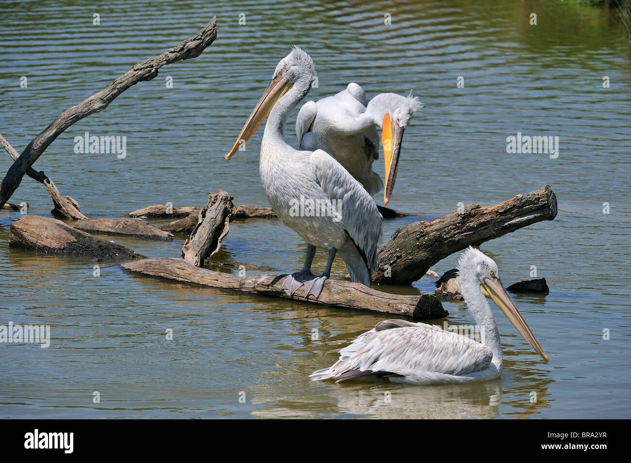 Pelikane (Pelecanus saniert) ruht auf Baumstamm in See, ursprünglich aus Afrika Stockfoto