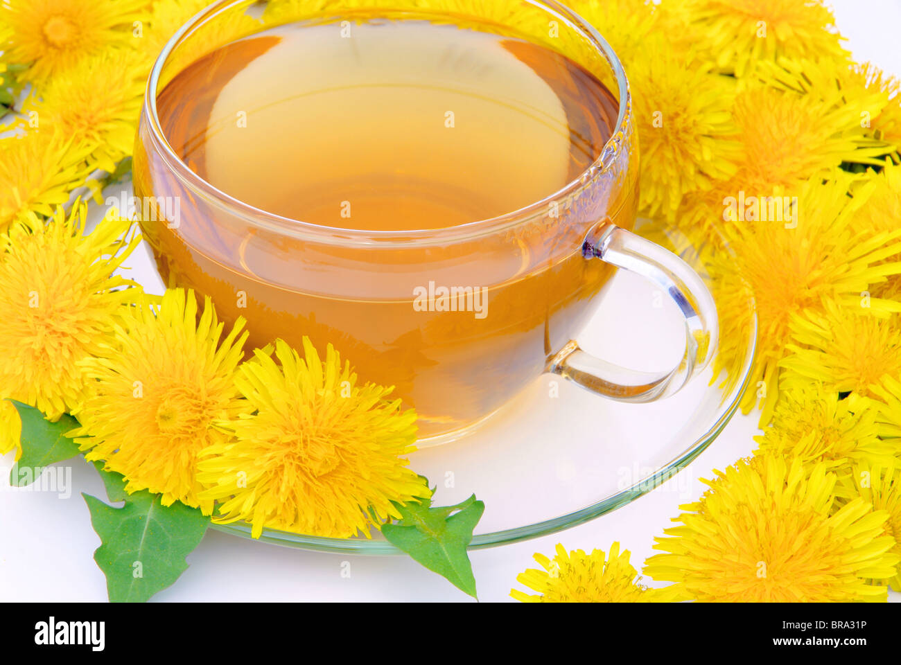 T-Stück-Löwenzahn - Löwenzahn Tee 06 Stockfoto