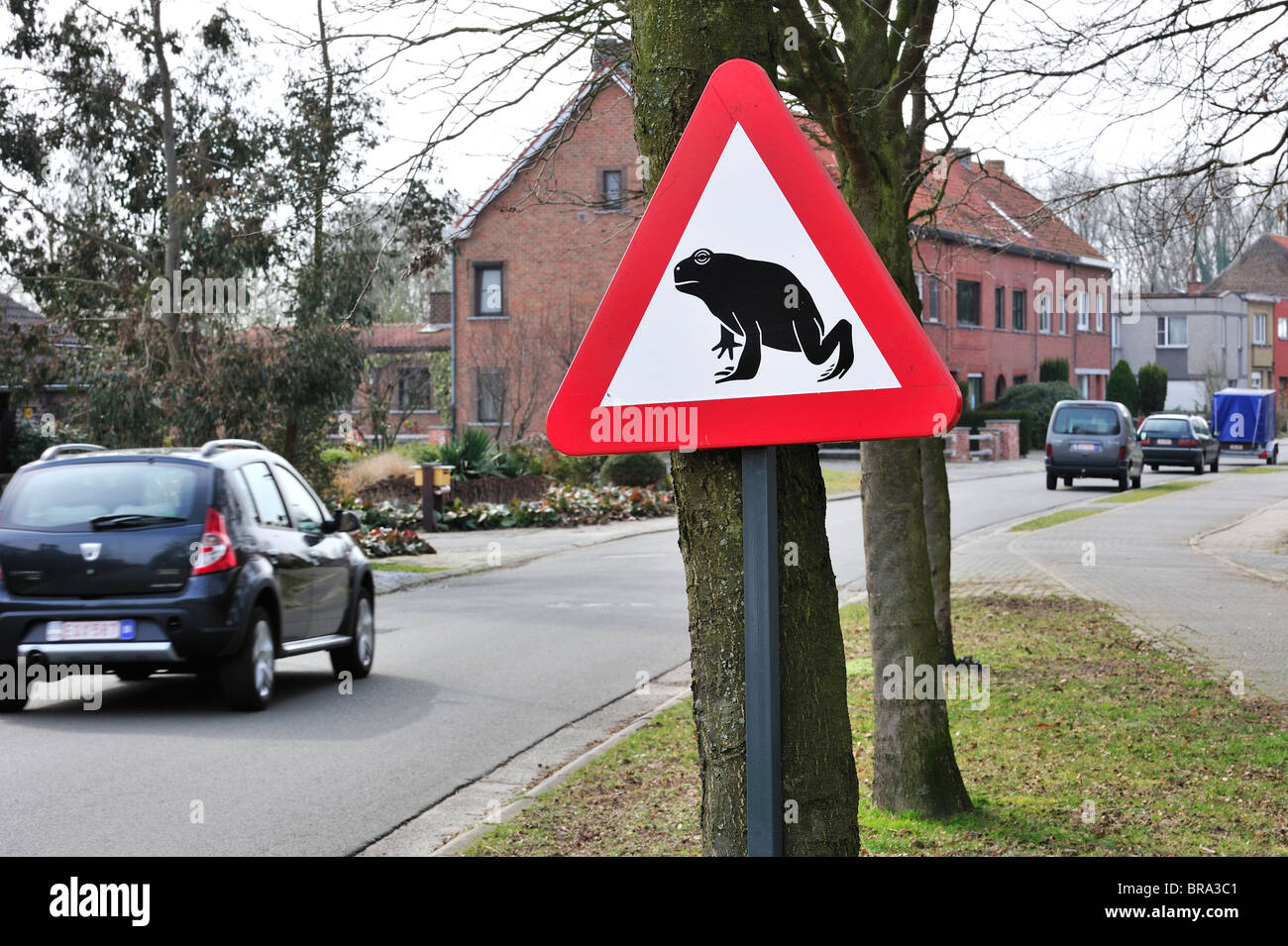 Warnzeichen für die Migration Amphibien / Kröten über die Straße während der jährlichen Migration im Frühjahr, Belgien Stockfoto