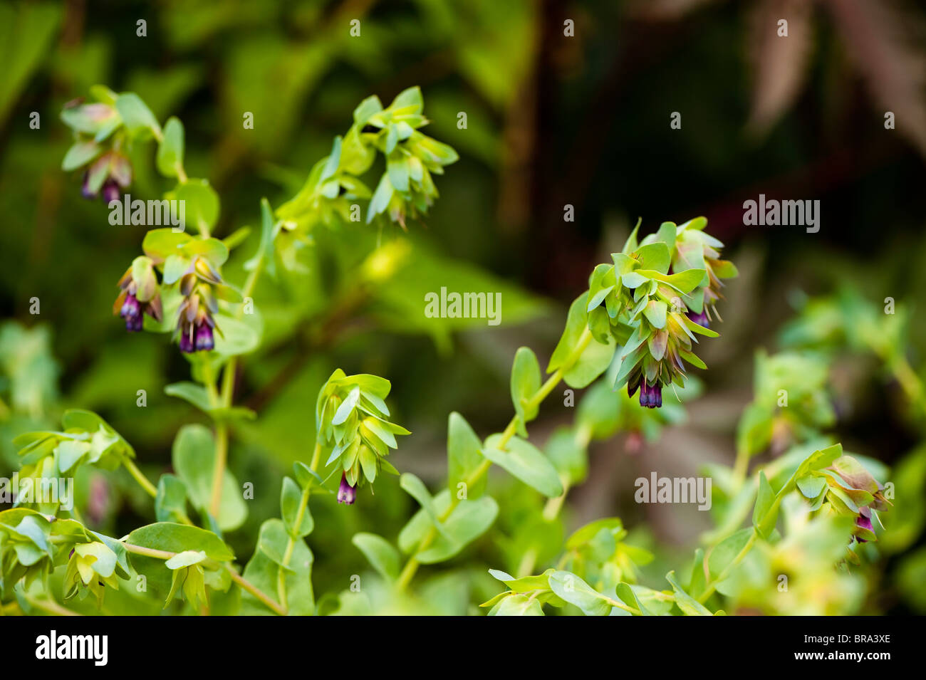 Blauen Garnelen Pflanze, Cerinthe major "Blue Kiwi" Stockfoto