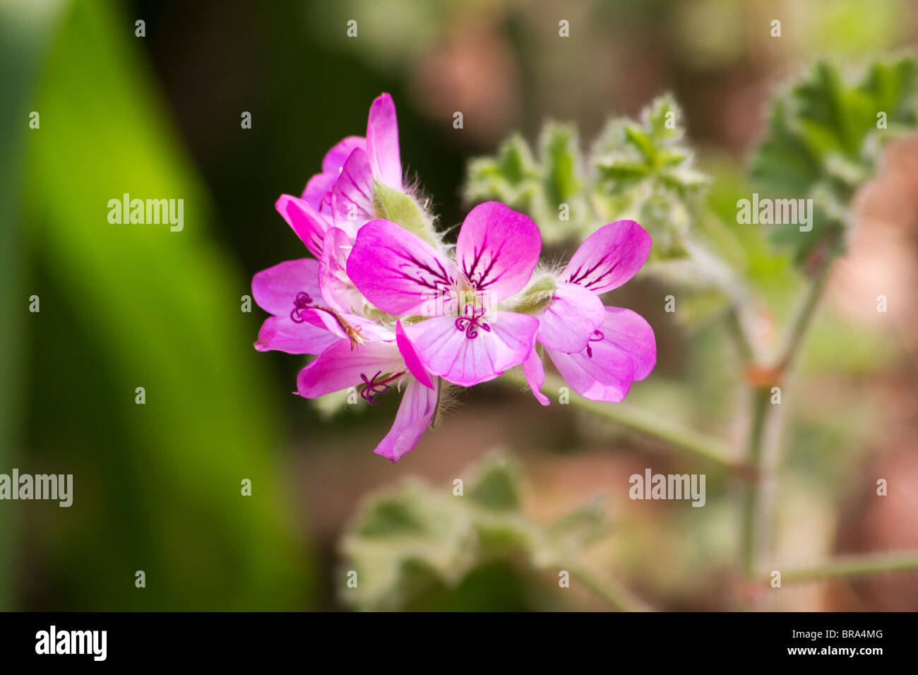 Nahaufnahme der Pelargonium blüht auf einem Garten Hintergrund Stockfoto