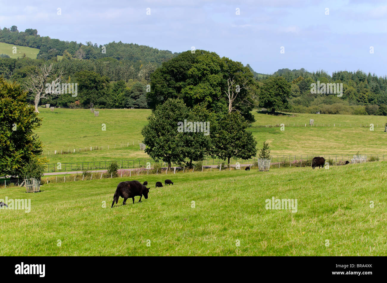 Auf Ceiriog Tal oder Dyffryn Ceiriog Clwyd Wales UK Stockfoto