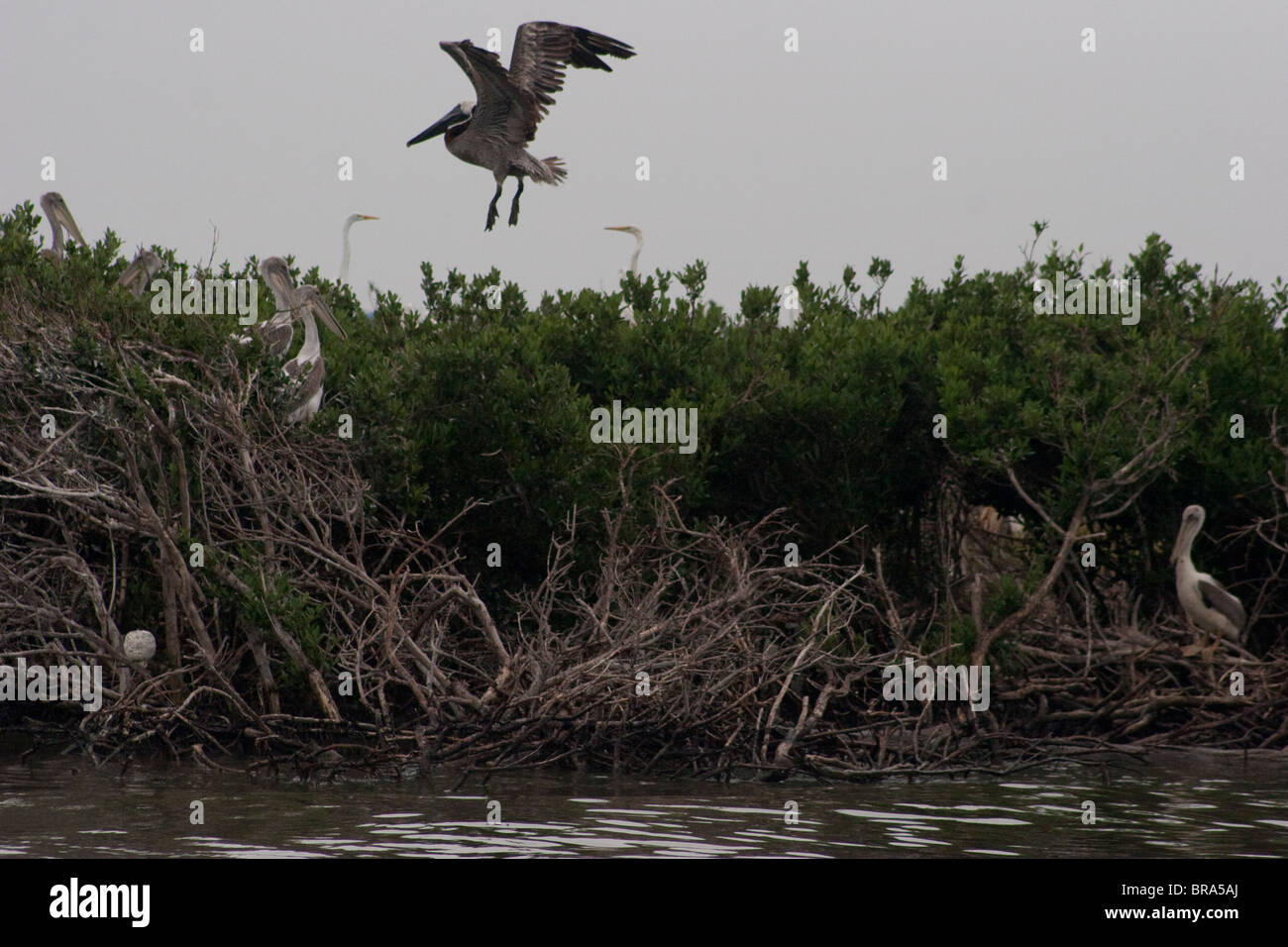 Seevögel auf Möweninsel in Barratarria Bay, Louisiana werden in Öl aus dem BP-Ölkatastrophe im Golf von Mexiko beschichtet. Stockfoto