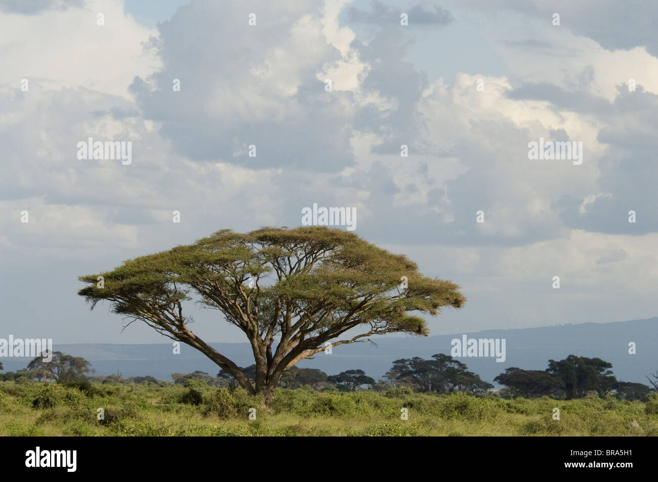 SCENIC ACACIA TREE AMBOSELI NATIONALPARK KENIA AFRIKA Stockfoto