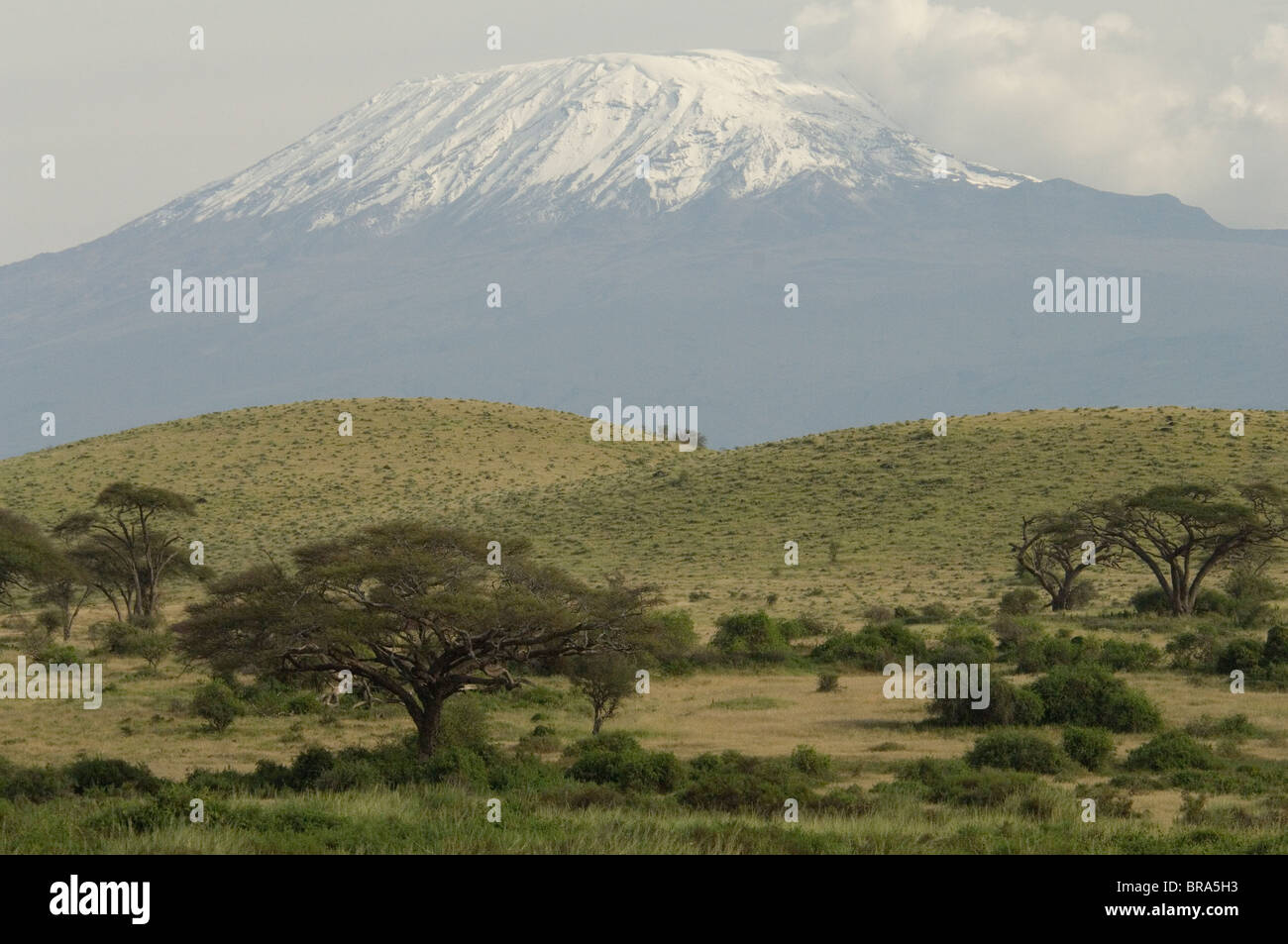 SCHNEEBEDECKTEN KILIMANDSCHARO-MASSIV MIT AKAZIEN IM VORDERGRUND-AMBOSELI-NATIONALPARK KENIA AFRIKA Stockfoto