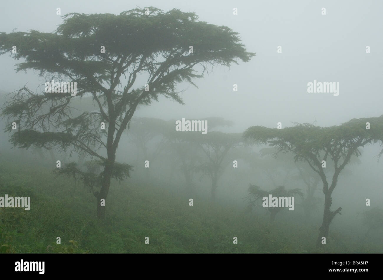 MISTY MORNING IN AKAZIE BAUM WÄLDER VON NGORONGORO KRATER TANSANIA AFRIKA Stockfoto