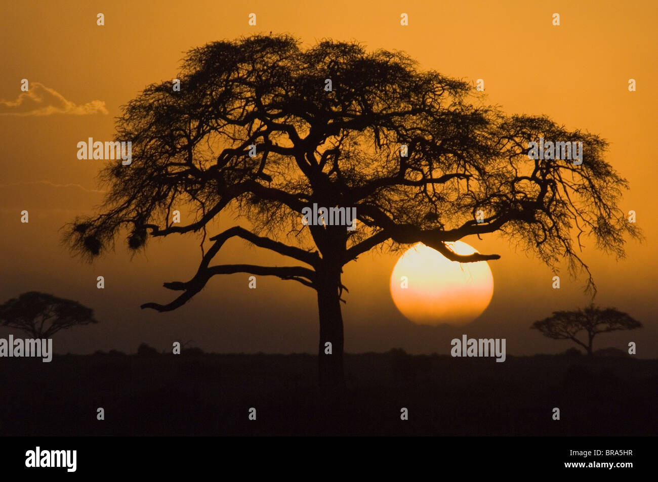 SILHOUETTE AKAZIE IN RUNDE EINSTELLUNG SONNE AMBOSELI NATIONALPARK KENIA AFRIKA Stockfoto