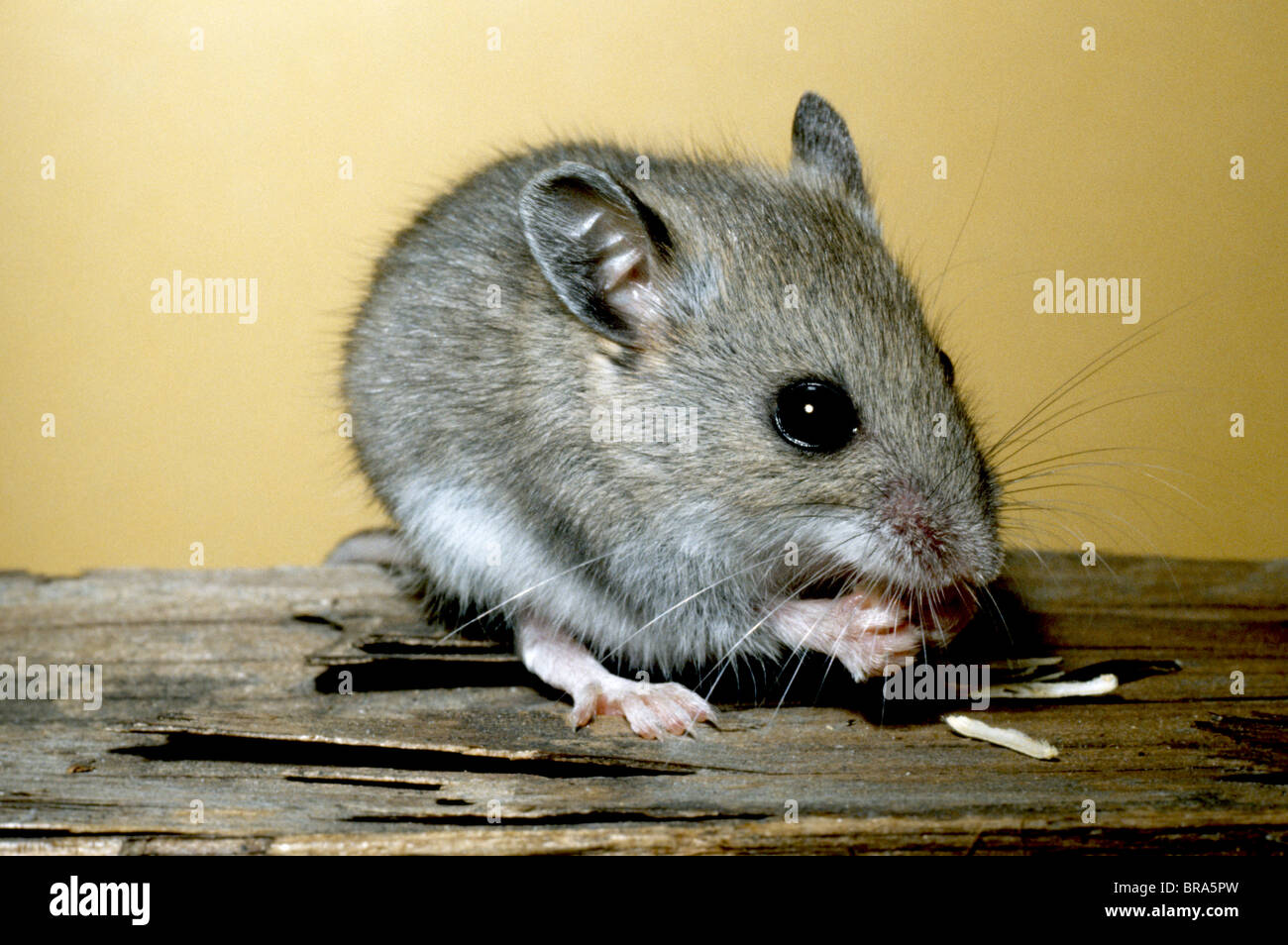 Hirsch-Maus Essen Peromyscus Maniculatus Samen Nordamerika Stockfoto