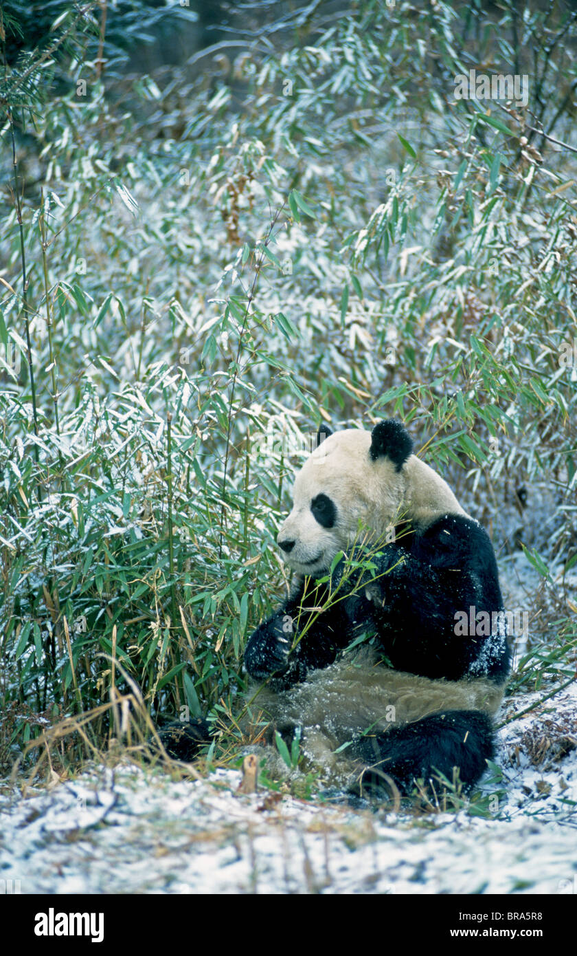 Panda Bär Ailuropoda lalage Januar Wolong Tal Himalaya China Stockfoto