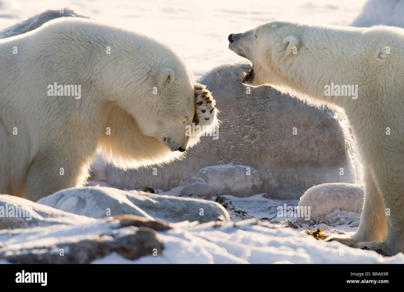 Kanada, Manitoba, Hudson Bay, Churchill. Zwei Eisbären teilen einen Witz. Stockfoto