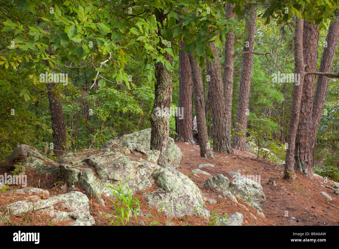Wald und Felsen Outcroppings entlang Big Piney Trail, Mark Twain National Forest, Missouri Stockfoto
