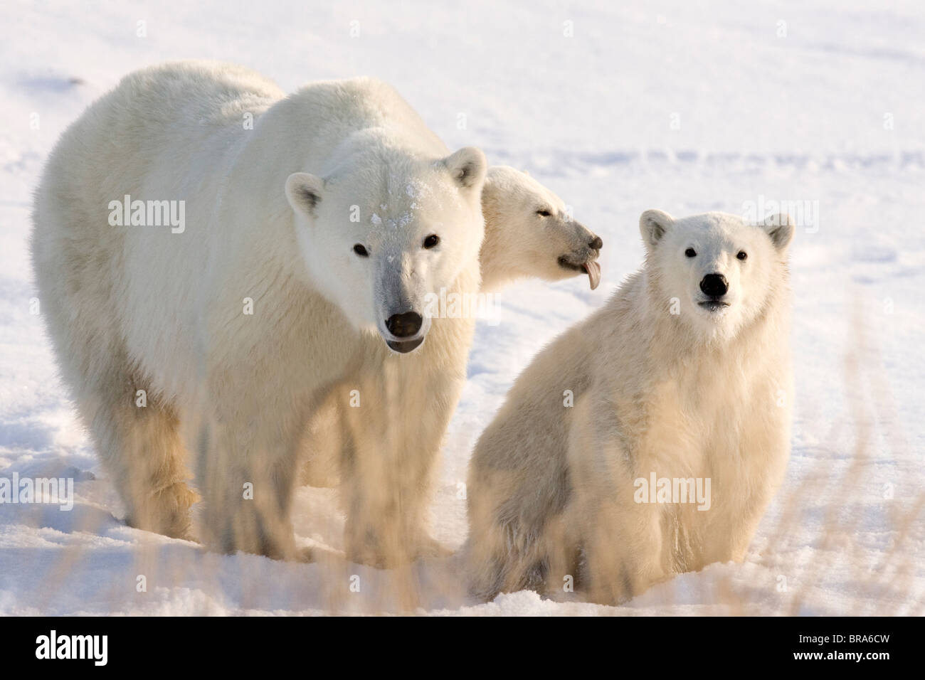 Kanada, Manitoba, Hudson Bay, Churchill. Mutter Eisbär und zwei jungen. Stockfoto