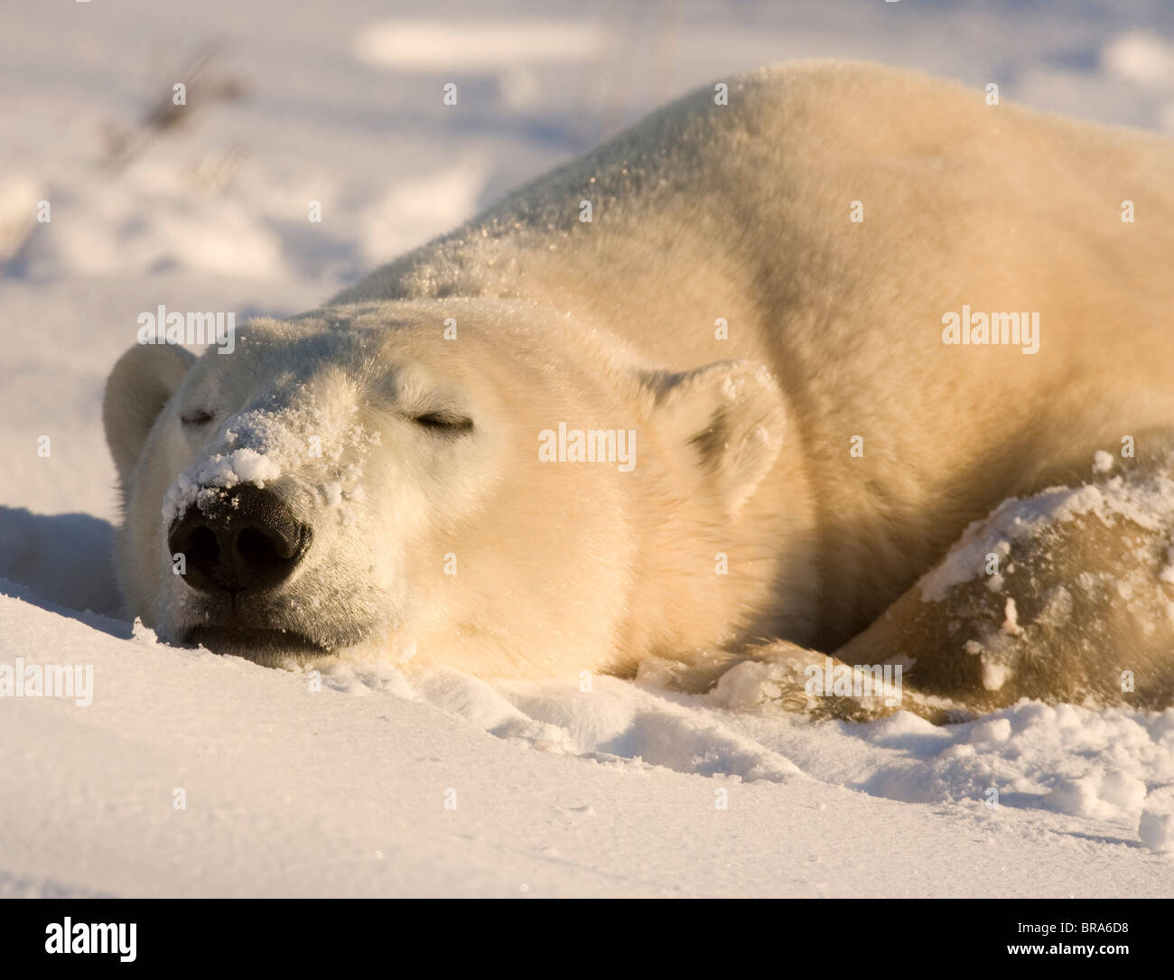 Kanada, Manitoba, Hudson Bay, Churchill. Schlafender Eisbär. Stockfoto