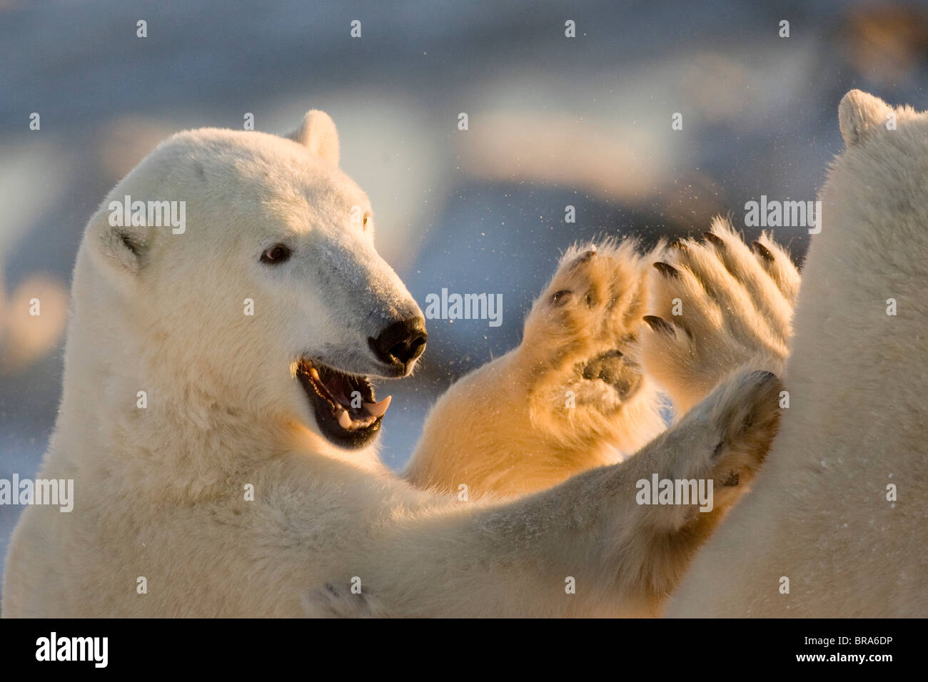 Kanada, Manitoba, Hudson Bay, Churchill. Sparring Eisbären geben ein high Five. Stockfoto