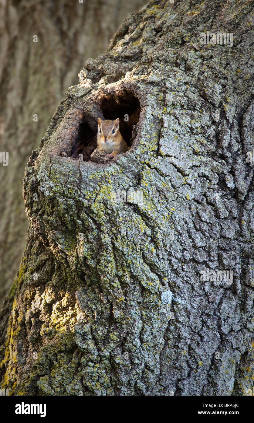 östliche Chipmunk (Tamias Striatus), Vernon Springs County Park, Howard County, Iowa Stockfoto