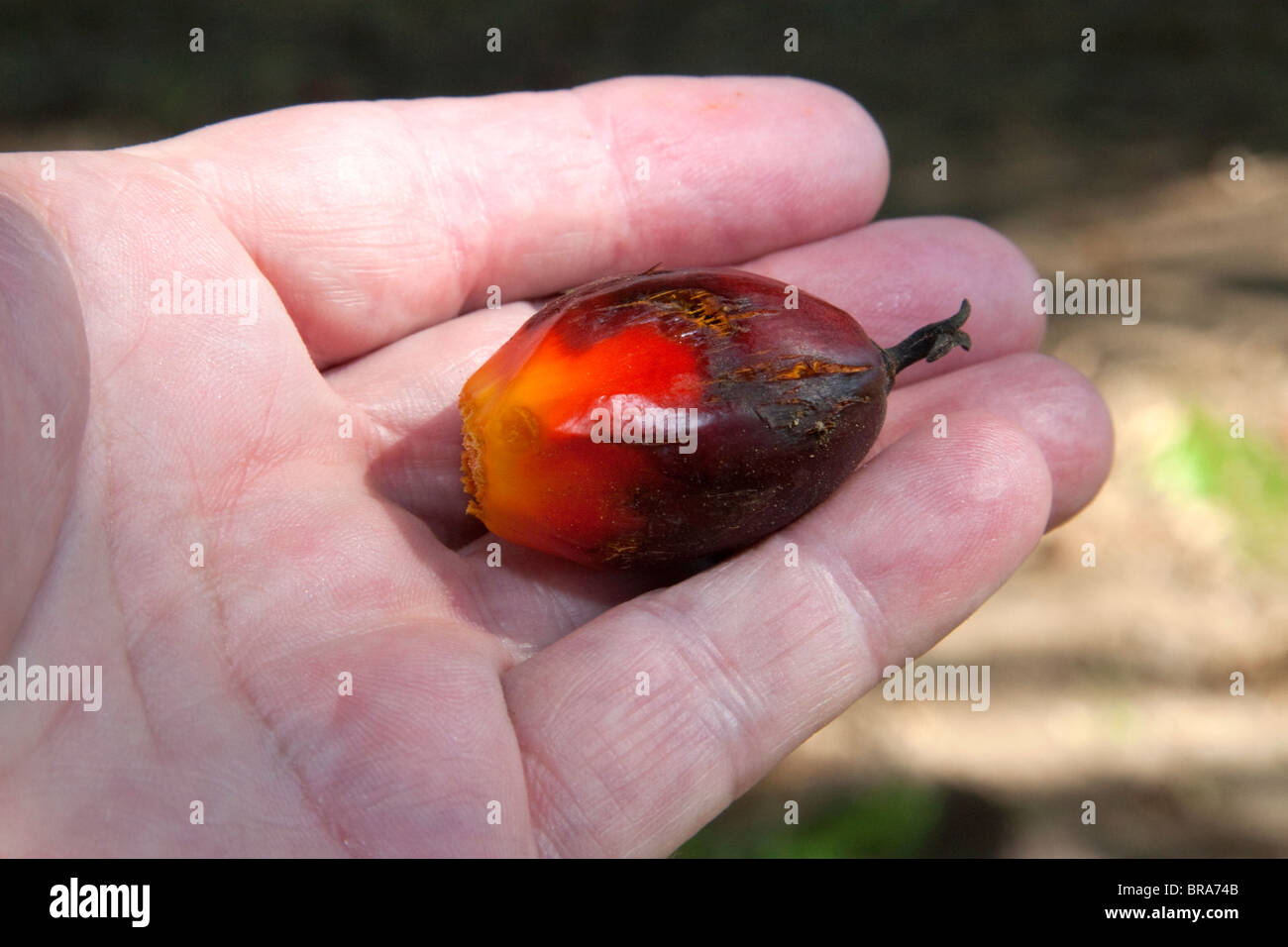 Neu geernteten Früchte der Ölpalme auf einer Plantage in der Nähe von Caldera, Costa Rica. Stockfoto