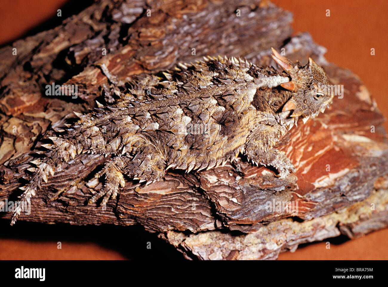 Kalifornien KRÖTENECHSEN Phrynosoma platyrhinos Stockfoto