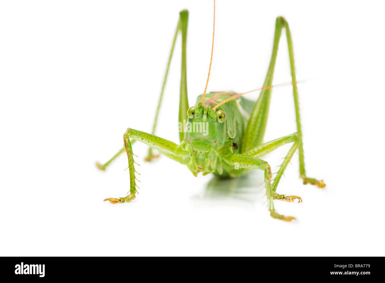 Nahaufnahme einer Heuschrecke von vorne auf weißem Hintergrund Stockfoto